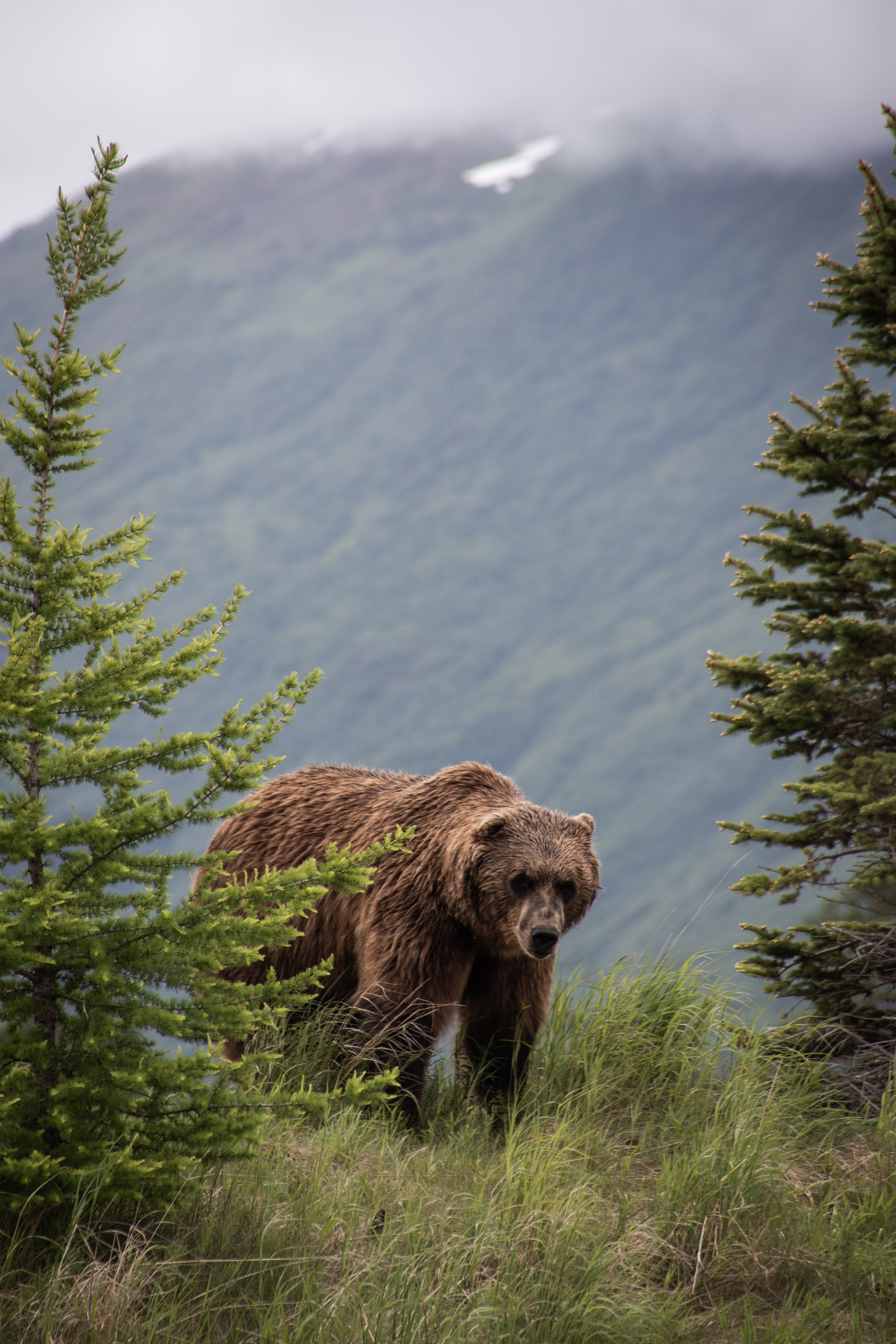 tourhub | Collette | Alaska's Northern Lights  