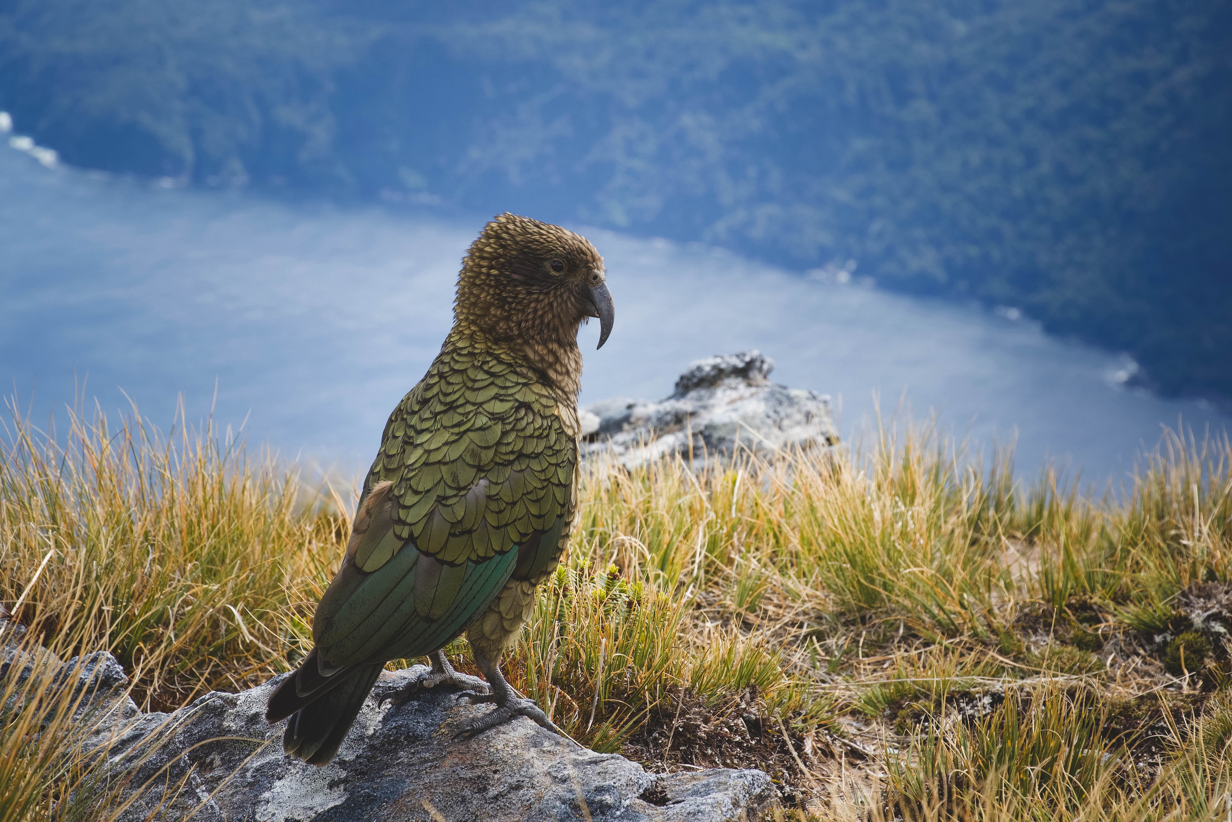 tourhub | Collette | Exploring New Zealand's Wonders featuring the North & South Islands 