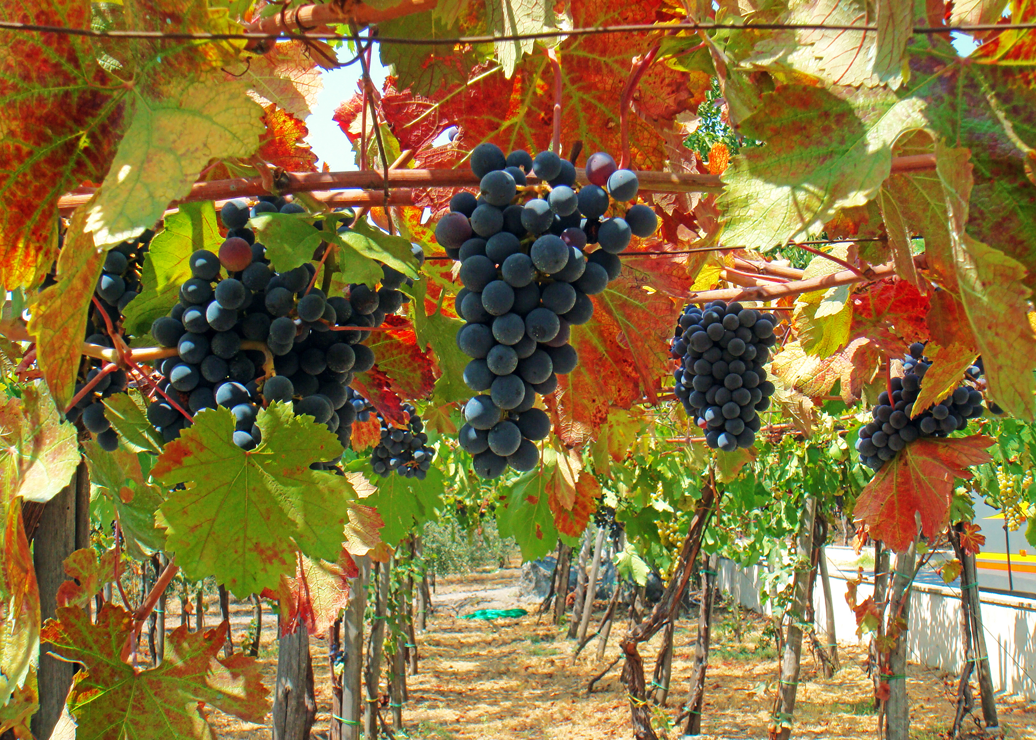 Tuscan & Umbrian Countryside featuring Italy's Charming Hill Towns