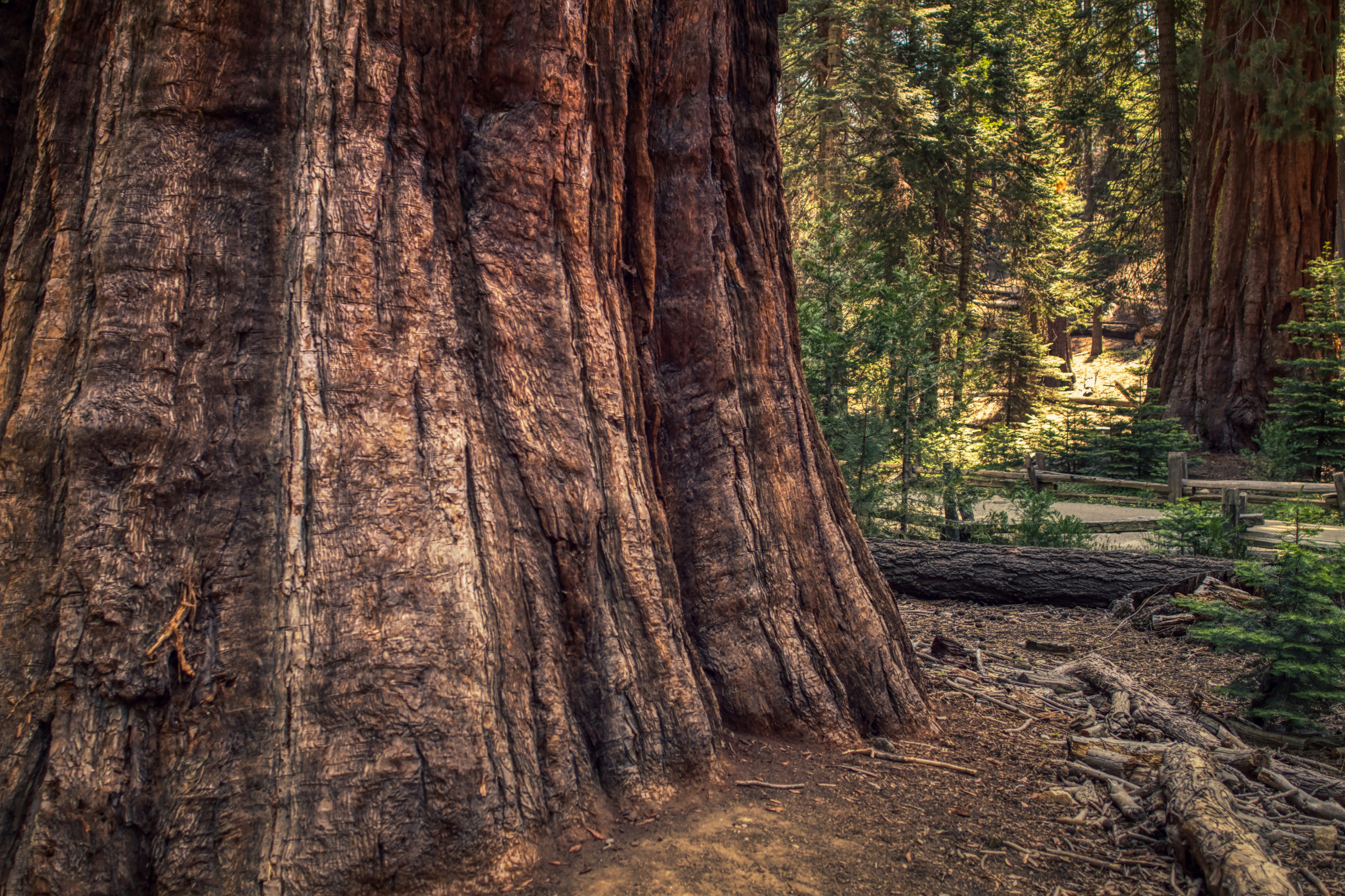 tourhub | Collette | Sequoia & Kings Canyon National Parks featuring San Diego and California’s Central Coast  