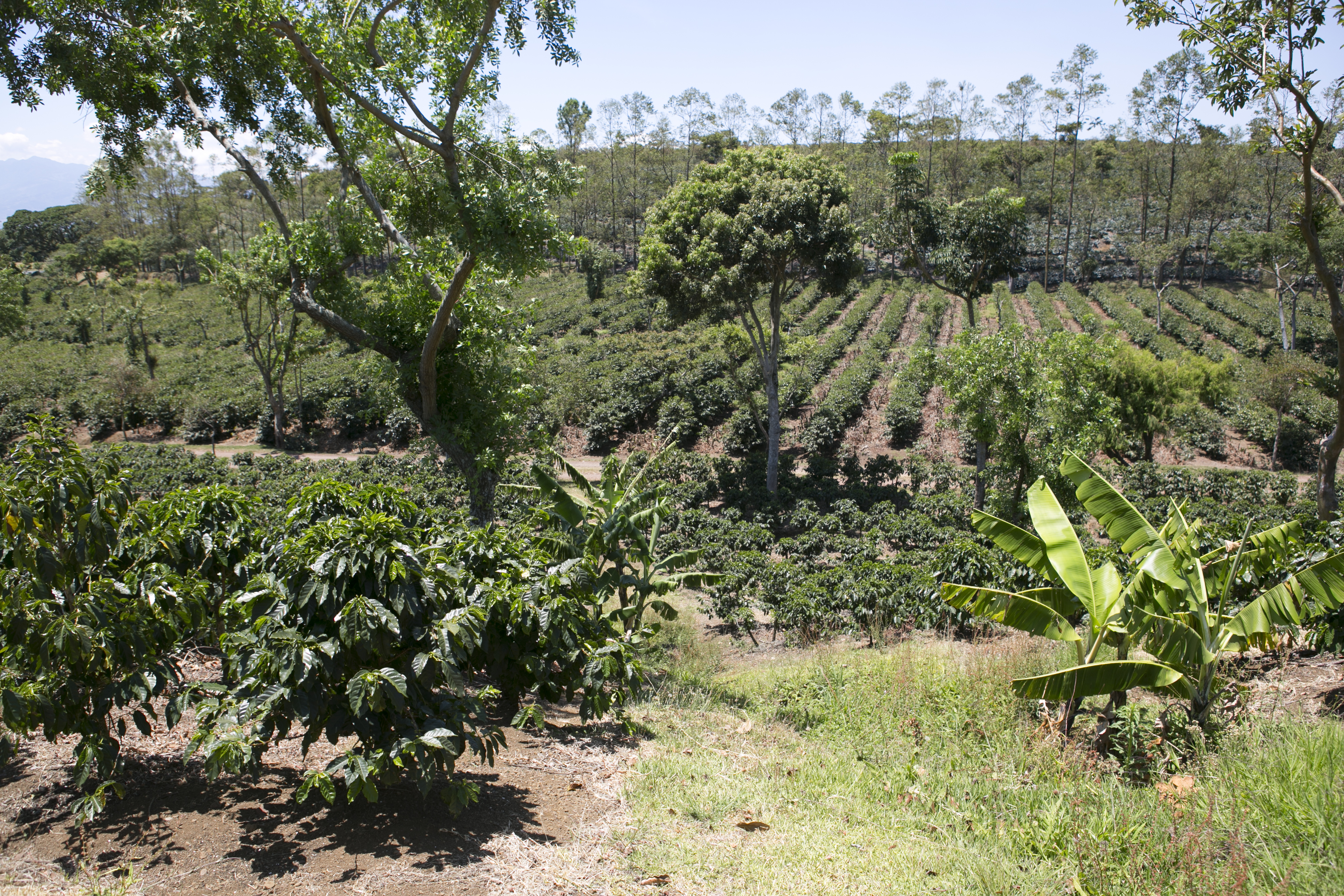 Tropical Costa Rica