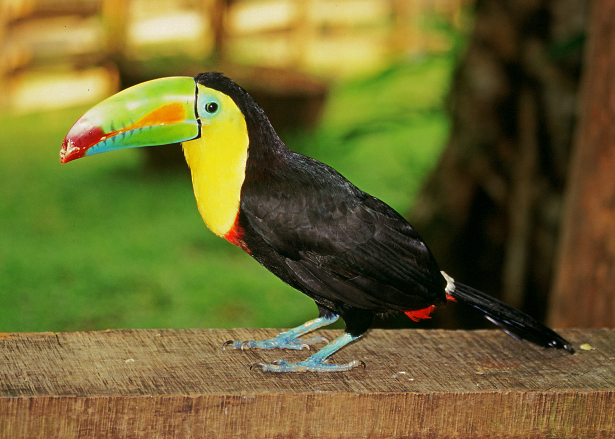 Tropical Costa Rica