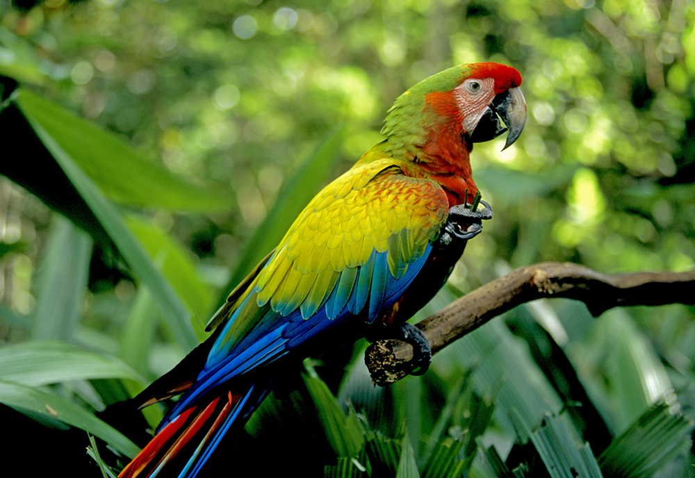 tourhub | Collette | Costa Rica: A World of Nature featuring Tortuguero National Park, Arenal Volcano & Manuel Antonio National Park 