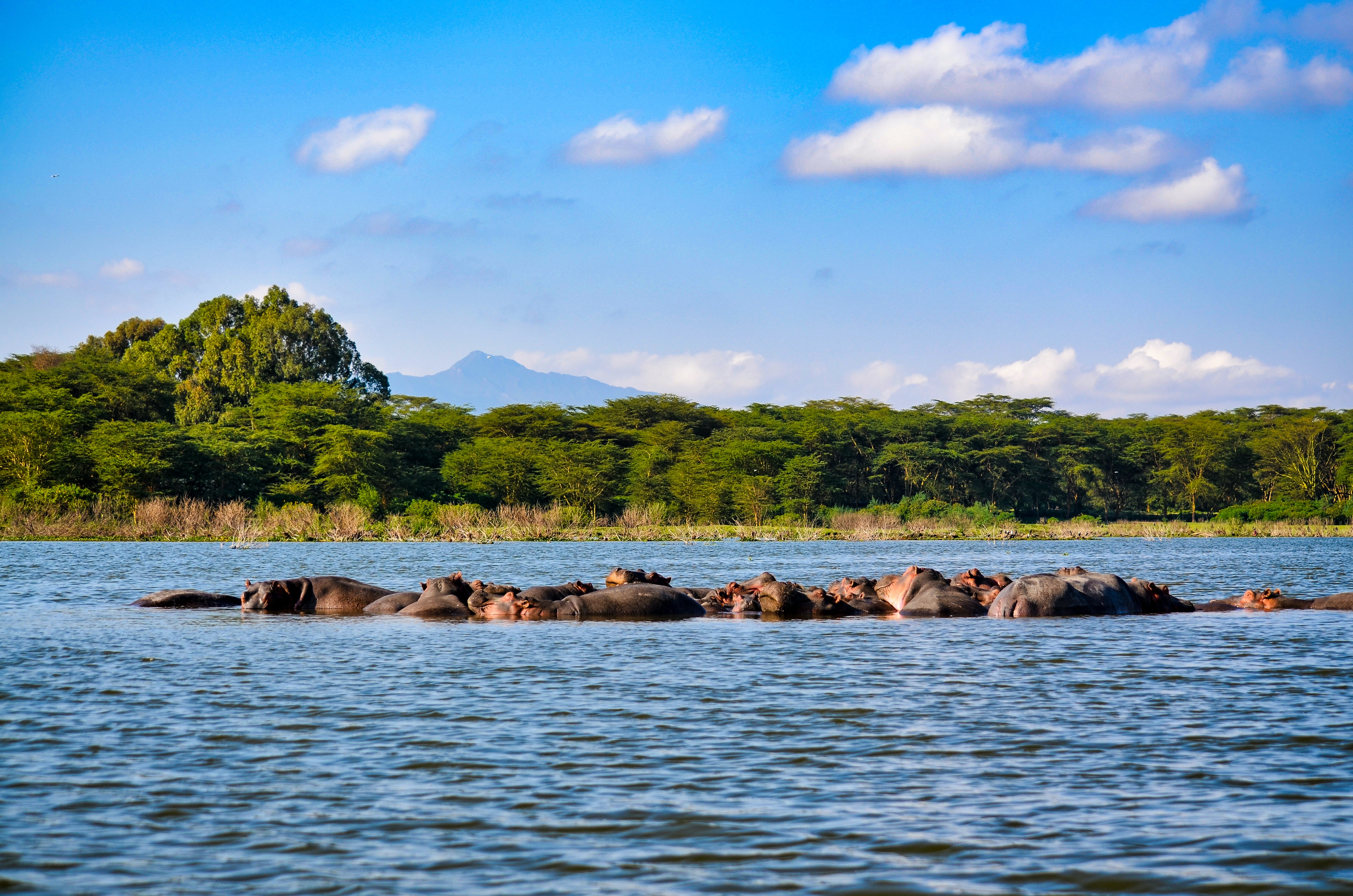 The Plains of Africa Kenya Wildlife Safari