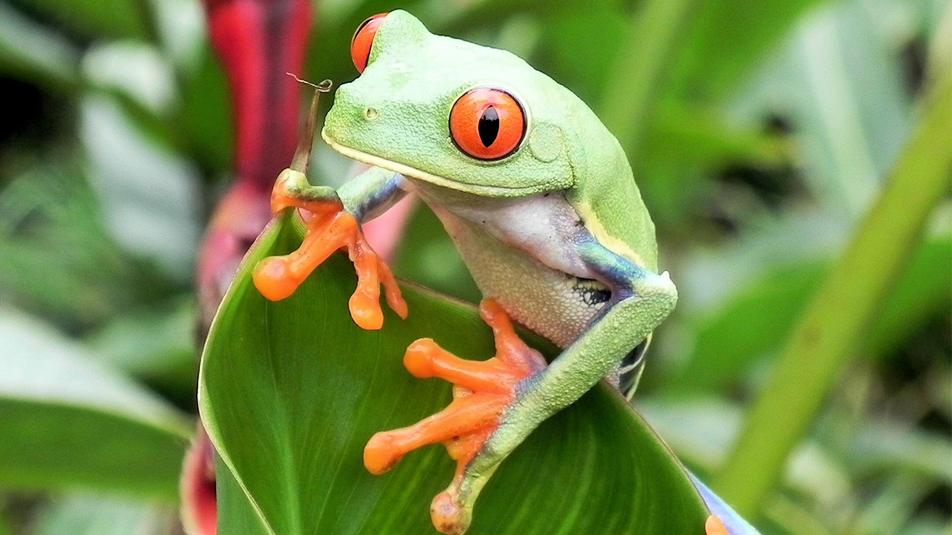 Costa Rica: A World of Nature featuring Tortuguero National Park, Arenal Volcano & Manuel Antonio National Park