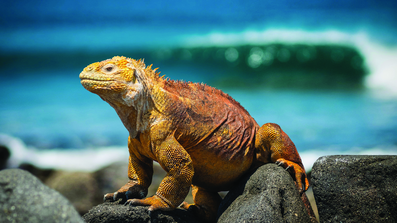 Machu Picchu & Galapagos Wonders featuring a 4-Night Cruise