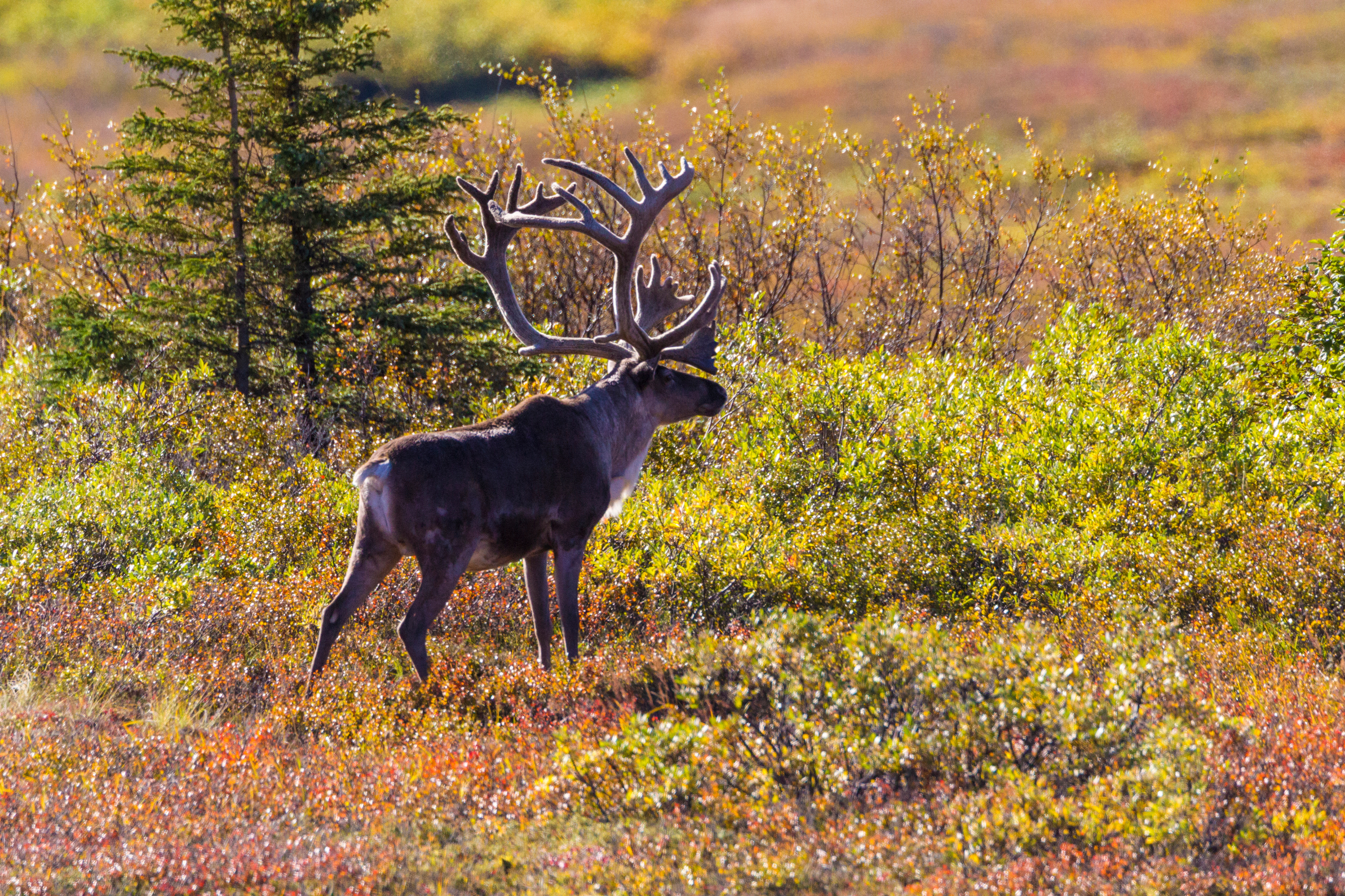 Alaska: America's Last Frontier