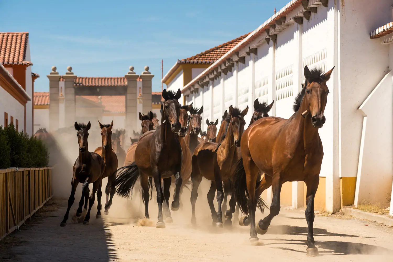 Portugal's Old-World Charms featuring Douro Valley, Alentejo & Lisbon