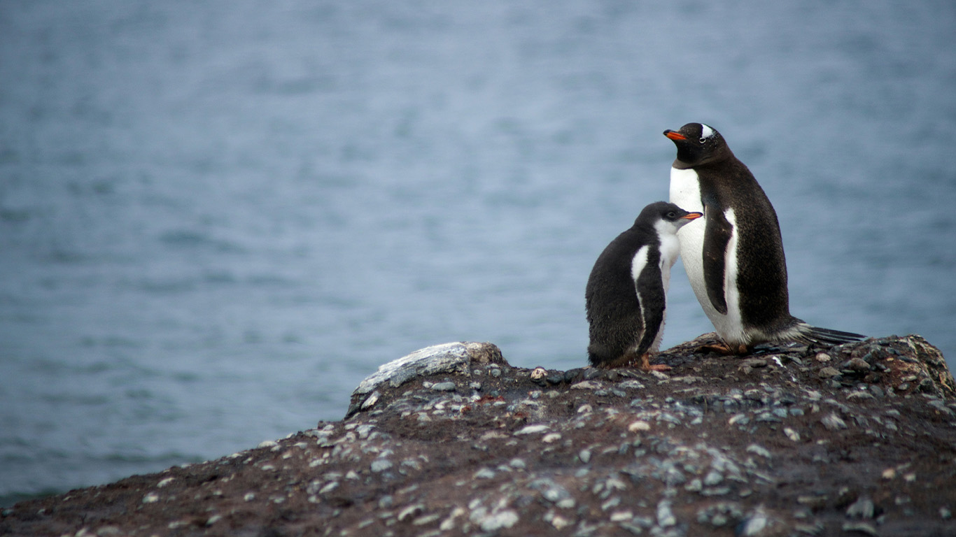 Antarctica: The White Continent