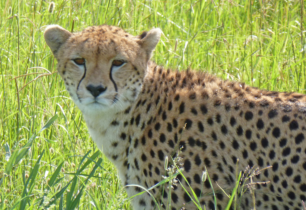 The Plains of Africa Kenya Wildlife Safari