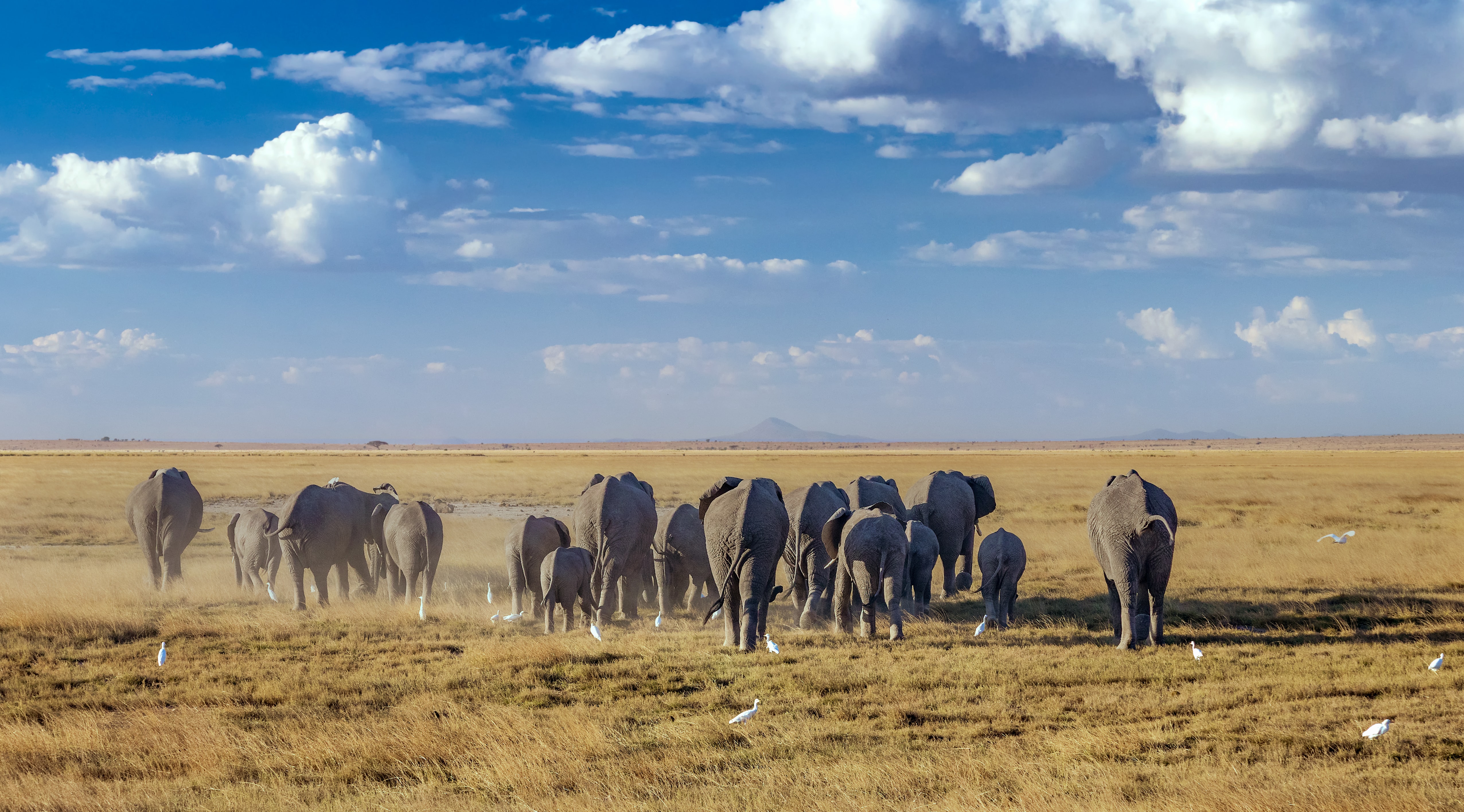 The Plains of Africa Kenya Wildlife Safari