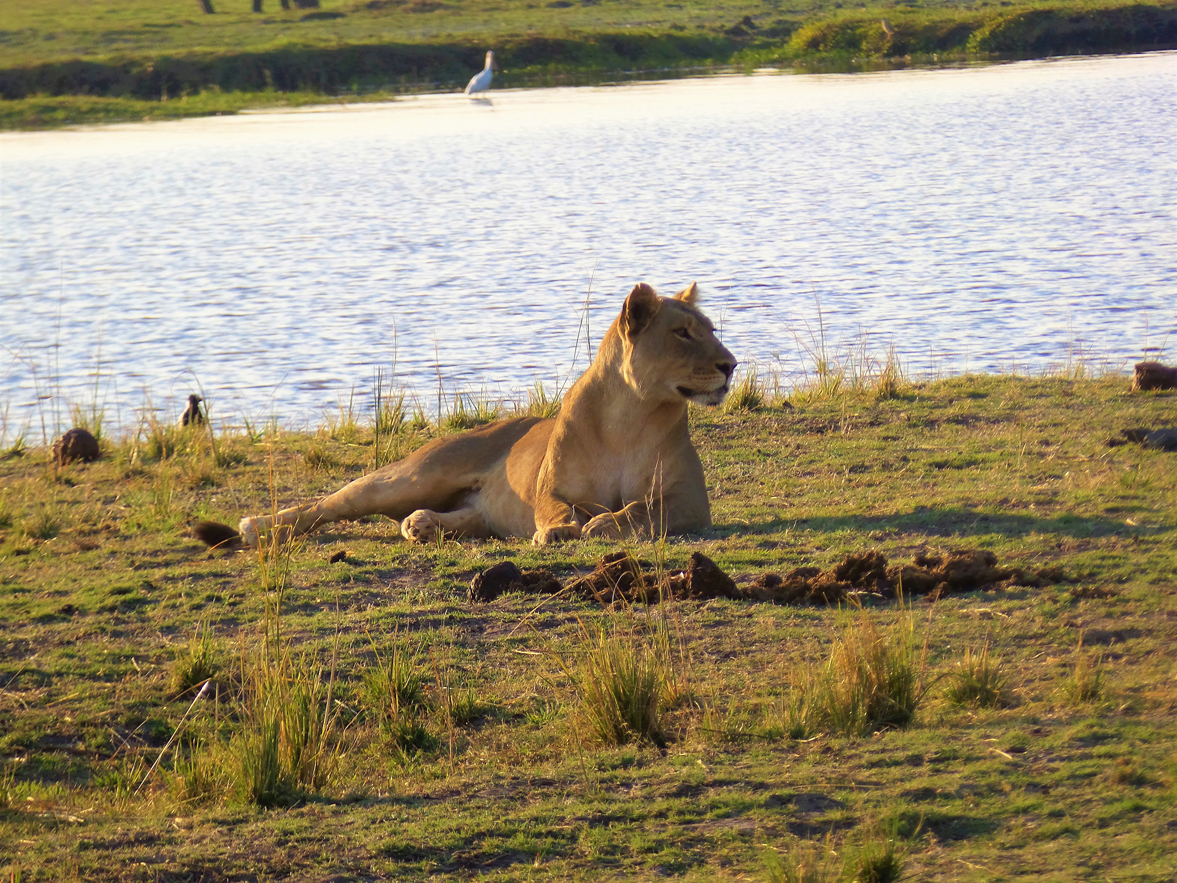 Exploring South Africa, Victoria Falls, and Botswana