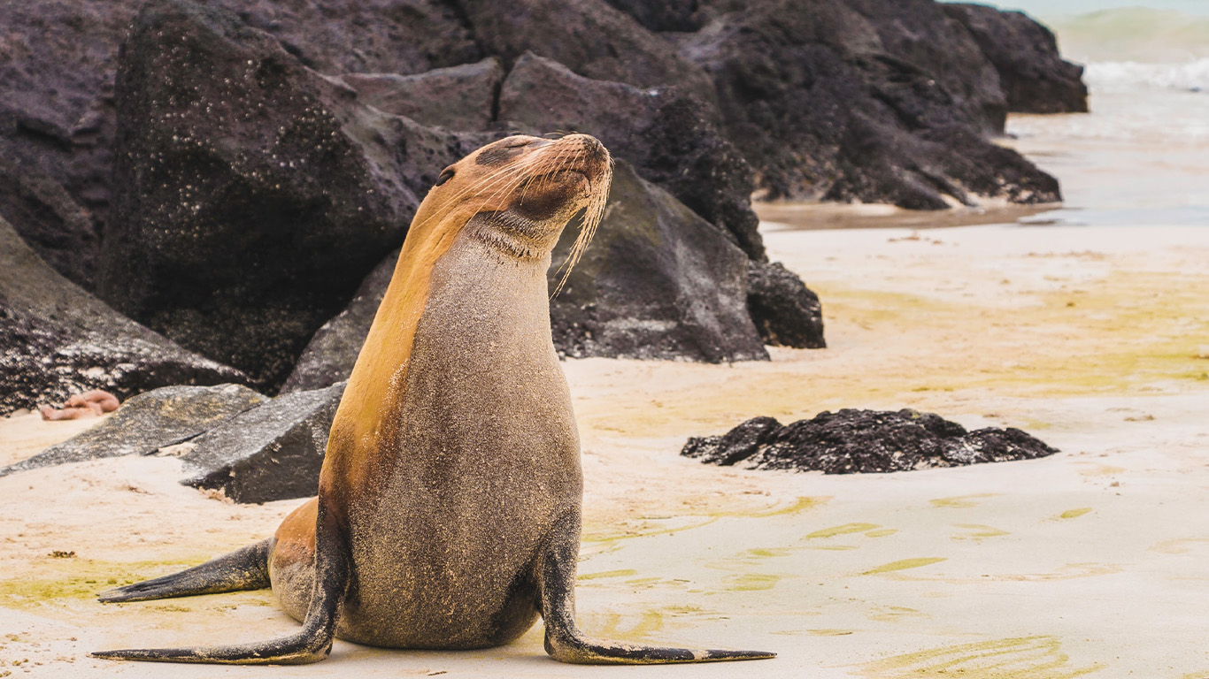 Machu Picchu & Galapagos Wonders featuring a 4-Night Cruise to the South Islands