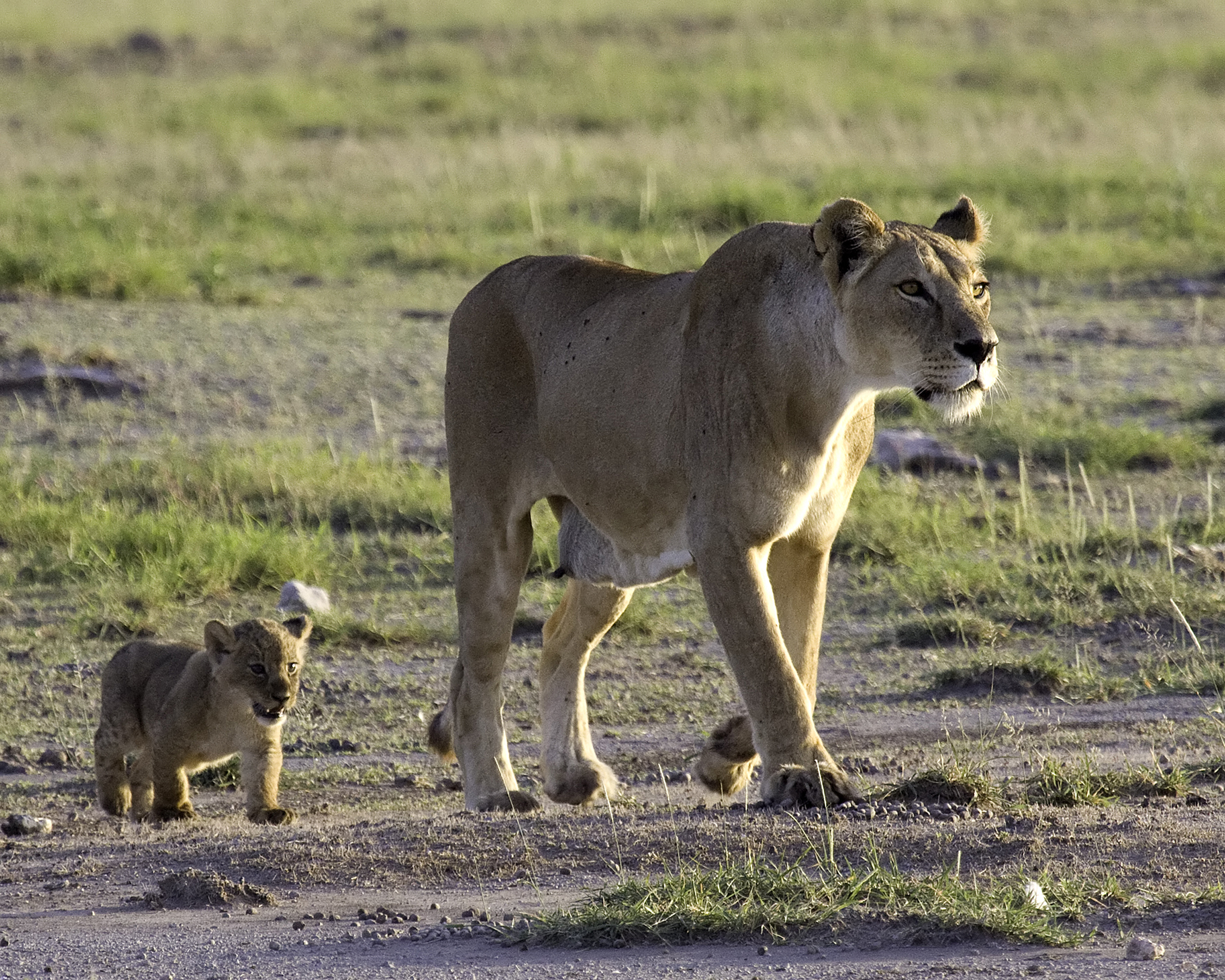 African Safari: Kenya and Tanzania