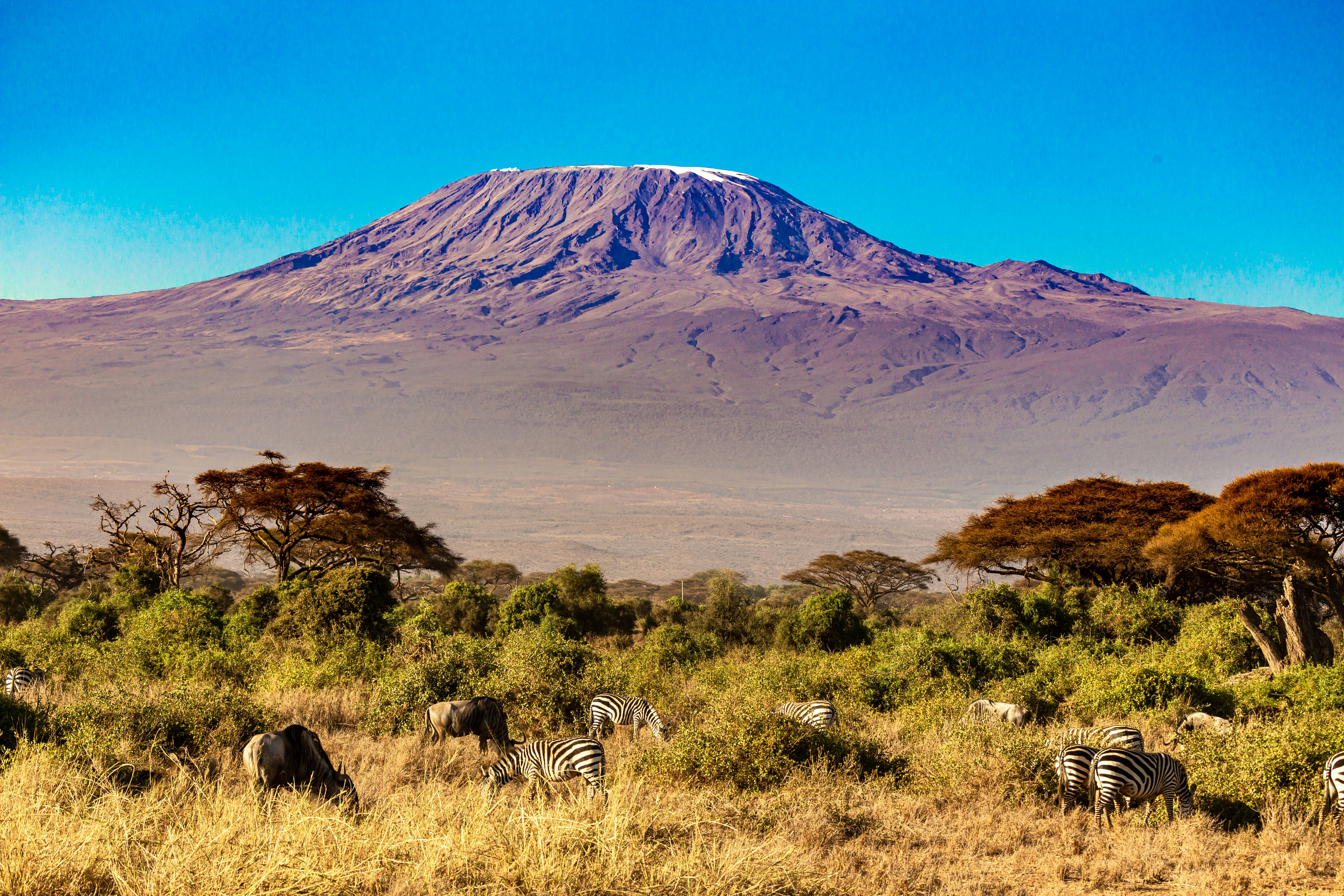 African Safari: Kenya and Tanzania