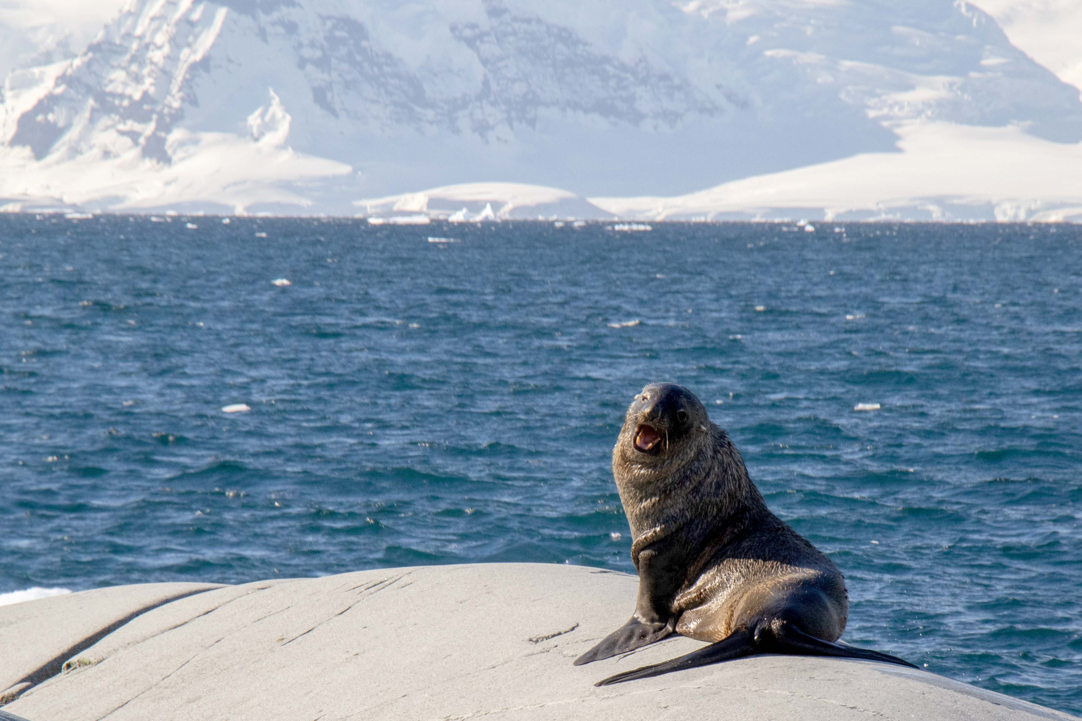 Antarctica: The White Continent
