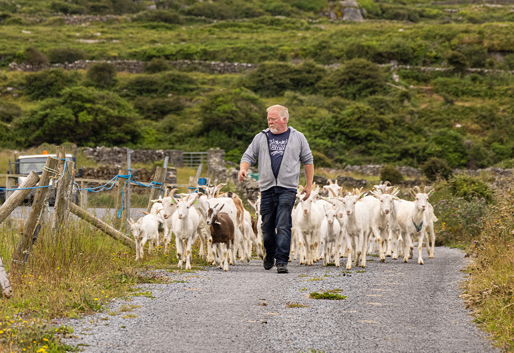 Countryside of the Emerald Isle