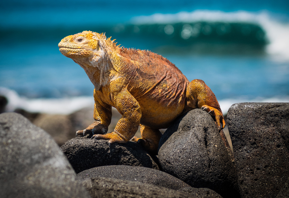 Machu Picchu & Galapagos Wonders featuring a 4-Night Cruise to the South Islands