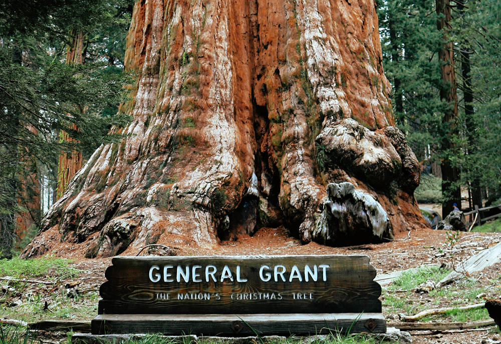 Coastal California & Sequoia National Park featuring San Diego, Los Angeles & Pismo Beach