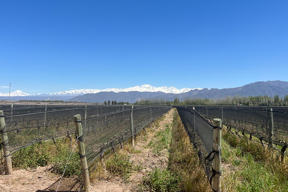 Flavors of Chile & Argentina featuring the Mendoza Wine Region